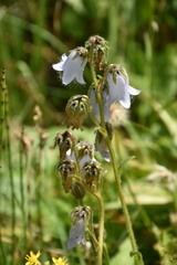 Campanula barbata