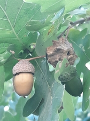 Andricus quercuscalicis