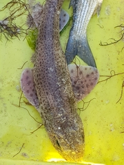 Scyliorhinus canicula