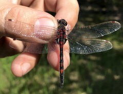 Leucorrhinia rubicunda