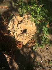 Bondarzewia berkeleyi