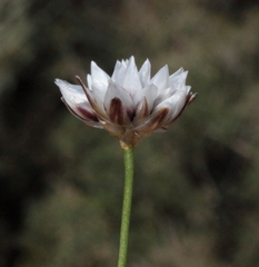 Laxmannia omnifertilis