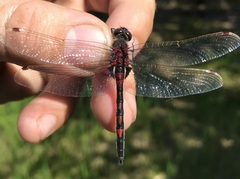 Leucorrhinia rubicunda