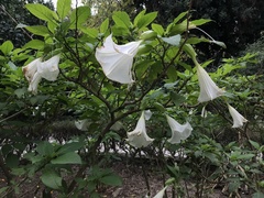 Brugmansia suaveolens