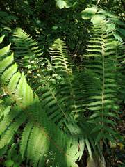 Polystichum setiferum