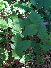 Fragaria vesca