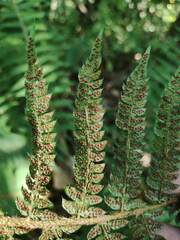 Polystichum setiferum