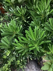 Podocarpus costalis