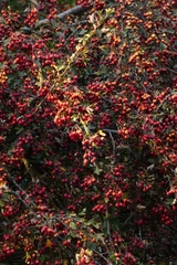 Crataegus