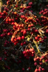 Crataegus