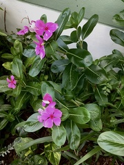 Catharanthus