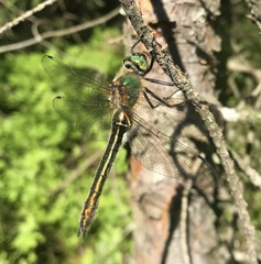 Cordulia aenea aenea