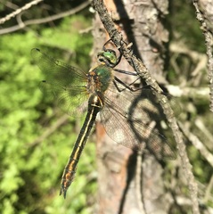 Cordulia aenea aenea