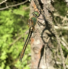 Cordulia aenea aenea