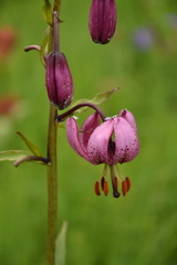 Lilium martagon