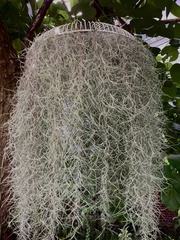 Tillandsia usneoides