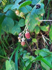 Rubus