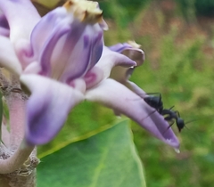 Camponotus compressus