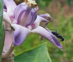 Camponotus compressus