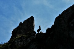 Capra ibex