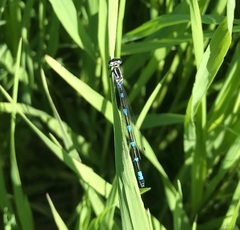 Coenagrion pulchellum