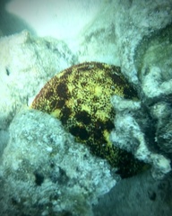 Culcita novaeguineae