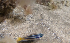 Parapristipoma octolineatum