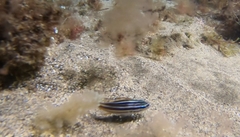 Parapristipoma octolineatum