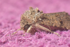 Noctuidae