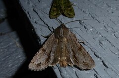 Ichneutica ustistriga