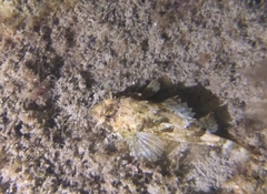 Scorpaena porcus