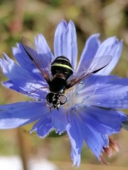 Dasysyrphus tricinctus