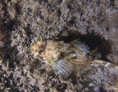 Scorpaena porcus