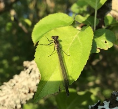 Erythromma najas