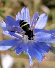 Dasysyrphus tricinctus