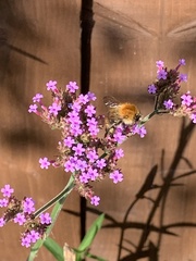 Bombus pascuorum