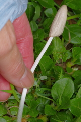 Conocybe deliquescens