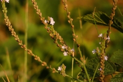 Verbena officinalis