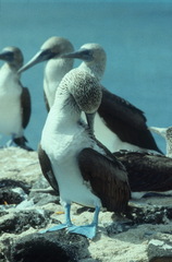 Sula nebouxii excisa