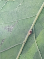 Neuroterus anthracinus