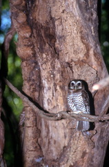 Athene superciliaris