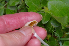 Conocybe deliquescens