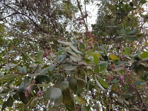 Anacardium occidentale image