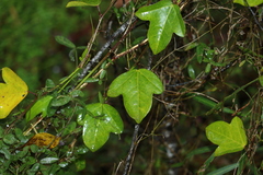 Passiflora pallida
