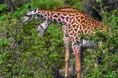 Giraffa camelopardalis tippelskirchi