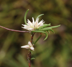 Laxmannia sessiliflora australis