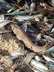 Scyliorhinus canicula