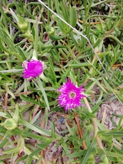 Carpobrotus deliciosus
