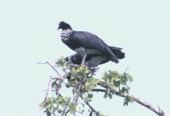 Anhima cornuta