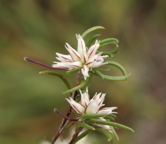 Laxmannia sessiliflora australis